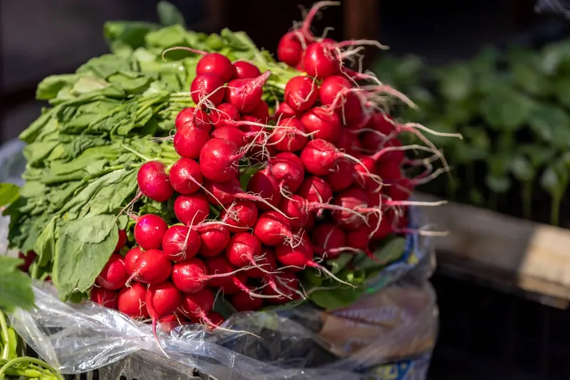 Two Dollars Walk Into a Market: The Quiet Case for Doubling SNAP at the Farmers Market